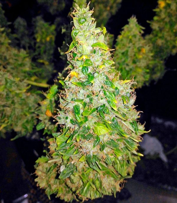 Семена сорта Ayahuasca Purple (Barney's Farm) — изображение 7