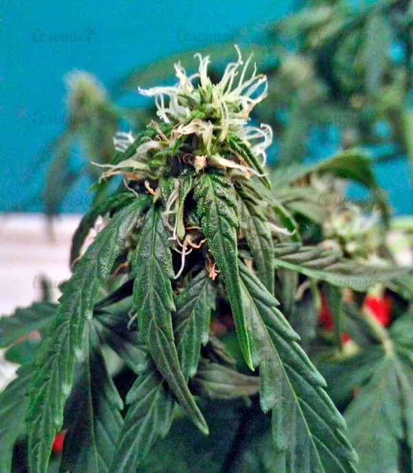 Семена сорта Ayahuasca Purple (Barney's Farm) — изображение 8