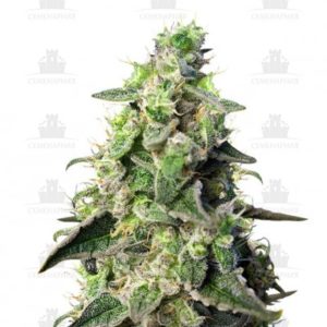 Green Poison XL Auto fem (Sweet Seeds)