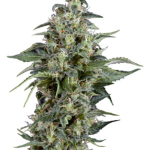 Kryptonite fem (Pyramid Seeds)