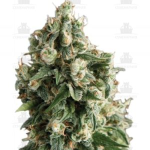 Lennon fem (Pyramid Seeds)