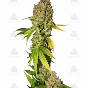 Mohan Ram fem (Sweet Seeds)