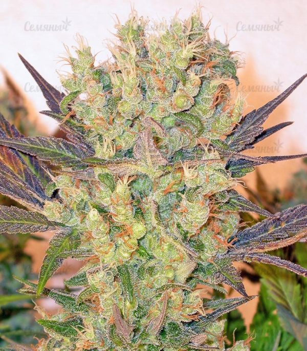Семена сорта Blue Dream'matic auto (FastBuds) — изображение 4