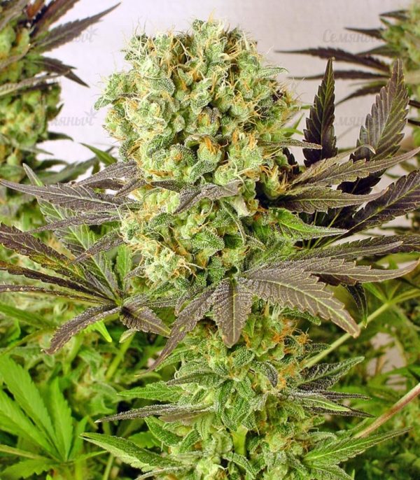 Семена сорта Blue Dream'matic auto (FastBuds) — изображение 5