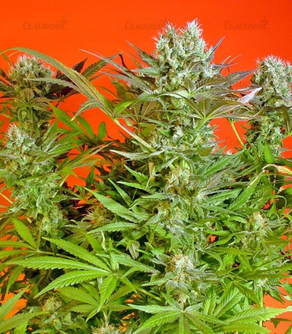 Семена сорта Blue Dream'matic auto (FastBuds) — изображение 6