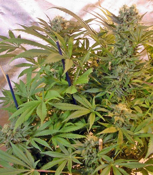 Семена сорта Blue Dream'matic auto (FastBuds) — изображение 7