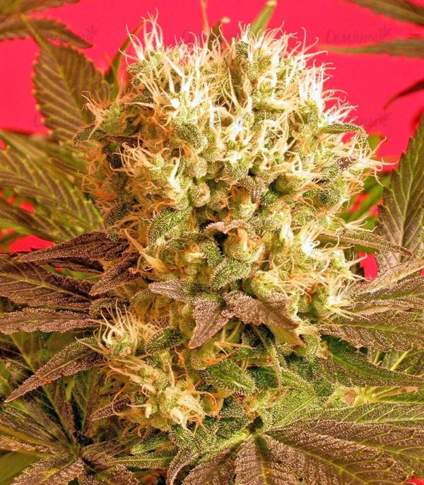 Семена сорта Blue Dream'matic auto (FastBuds) — изображение 8