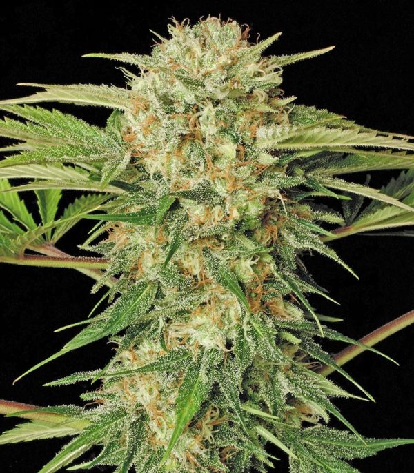 Семена сорта Blue Dream'matic auto (FastBuds) — изображение 9