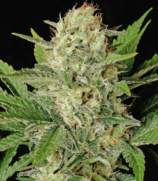 Семена сорта Blue Dream'matic auto (FastBuds) — изображение 10