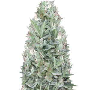 Niagara auto fem