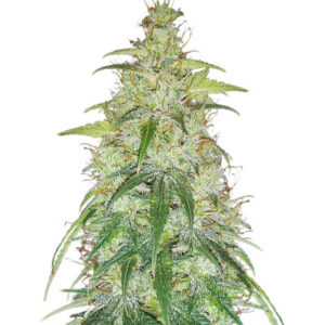 Original Auto Critical fem (FastBuds)
