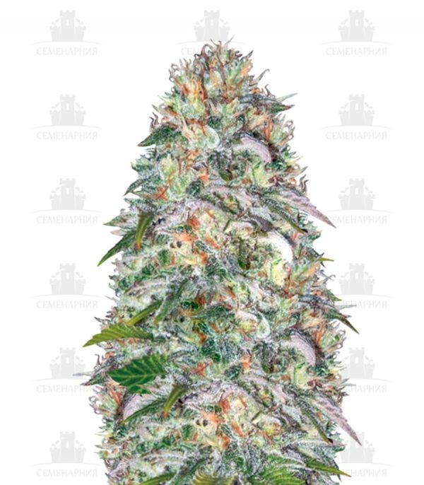 Parmesan fem (Victory Seeds)