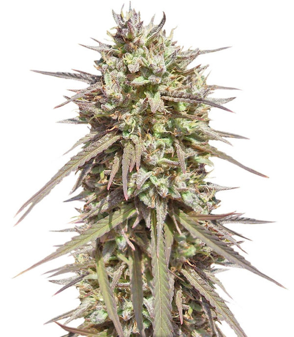 Purple Maroc fem (Female Seeds)