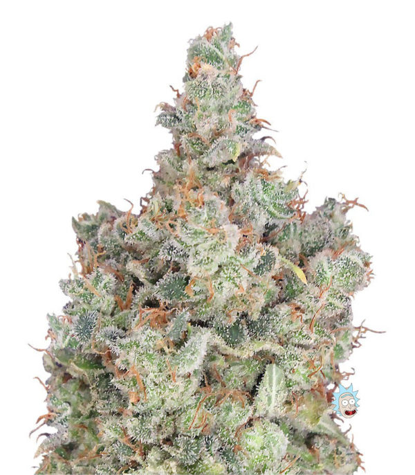 Total Paralysis fem (Heavyweight Seeds)