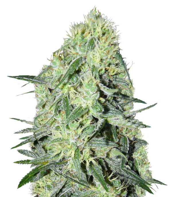 SexBud fem (Female Seeds)