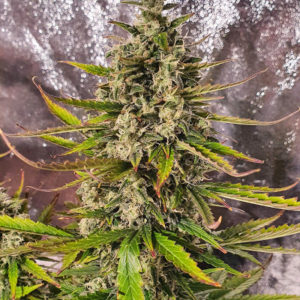 Smoothie Auto fem (FastBuds)