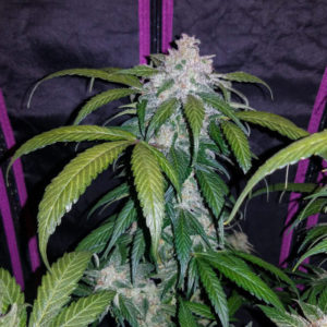 Семена сорта Tangie'matic auto (FastBuds)