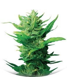 Think Different auto fem