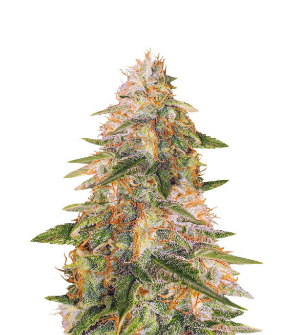 Tropic Punch fem (Heavyweight Seeds)