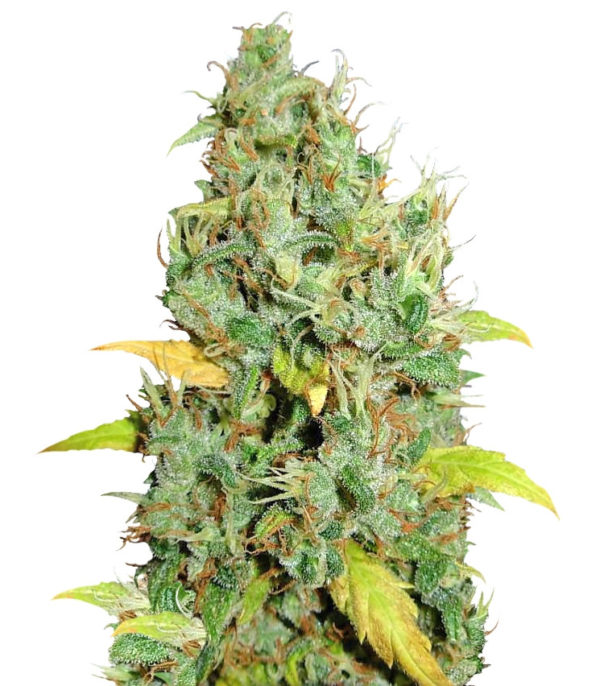 White Widow x Big Bud fem (Female Seeds)
