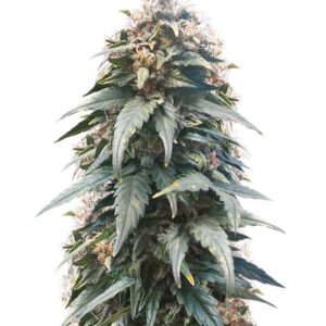 Ogre auto fem