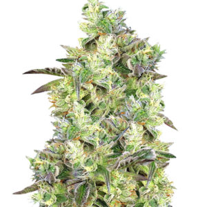 Do Sweet Dos fem (Sweet Seeds)