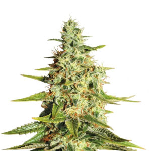 Amnesia Lemon fem (Barney's Farm)