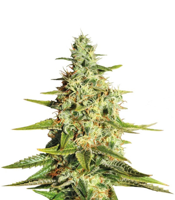 Amnesia Lemon fem (Barney's Farm)