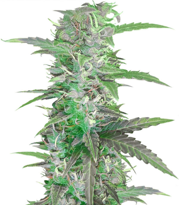 Auto Speed Bud fem (Female Seeds)