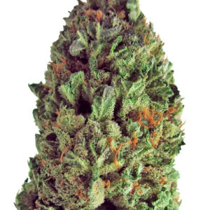 Budzilla fem (Heavyweight Seeds)
