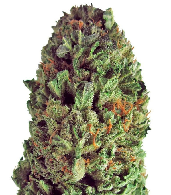 Budzilla fem (Heavyweight Seeds)