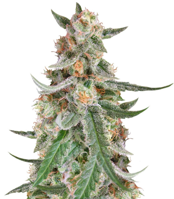 C99 fem (Female Seeds)