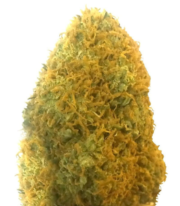 Champion fem (Heavyweight Seeds)