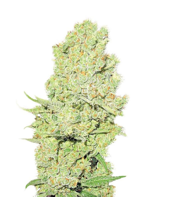 Channel + fem (Medical Seeds)