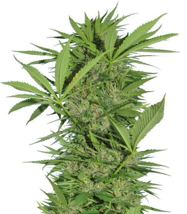 Easy Sativa fem (Female Seeds)