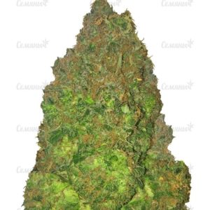 Семена сорта Ayahuasca Purple (Barney's Farm)