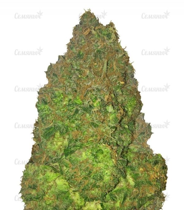 Семена сорта Ayahuasca Purple (Barney's Farm)