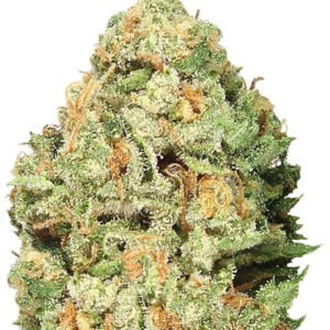 Fruit Punch fem (Heavyweight Seeds)