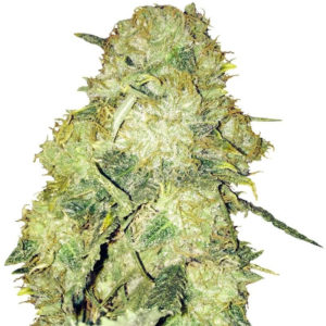 Goldmine fem (Heavyweight Seeds)