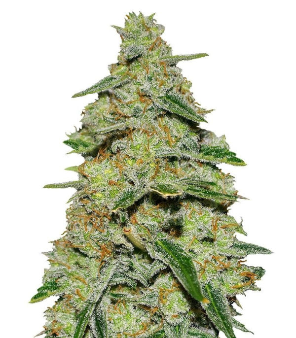 Lemon Cake fem (Heavyweight Seeds)