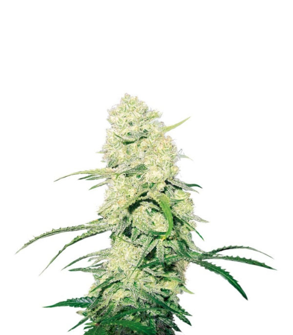Malakoff fem (Medical Seeds)