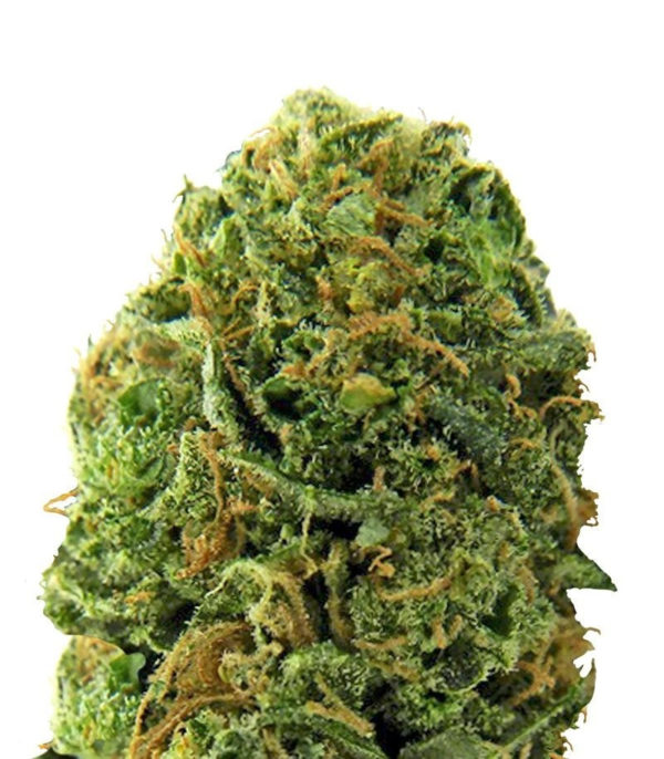 Massive Midget auto fem (Heavyweight Seeds)