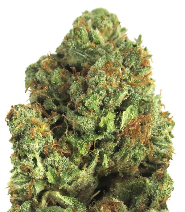 Midnight Mass fem (Heavyweight Seeds)