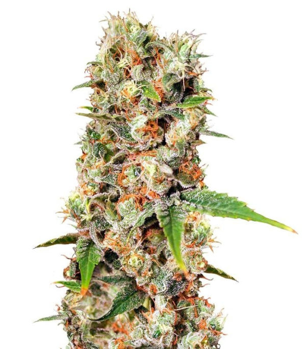 Missing In Barcelona fem (Eva Seeds)