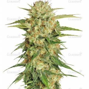 Семена сорта Blue Dream'matic auto (FastBuds)
