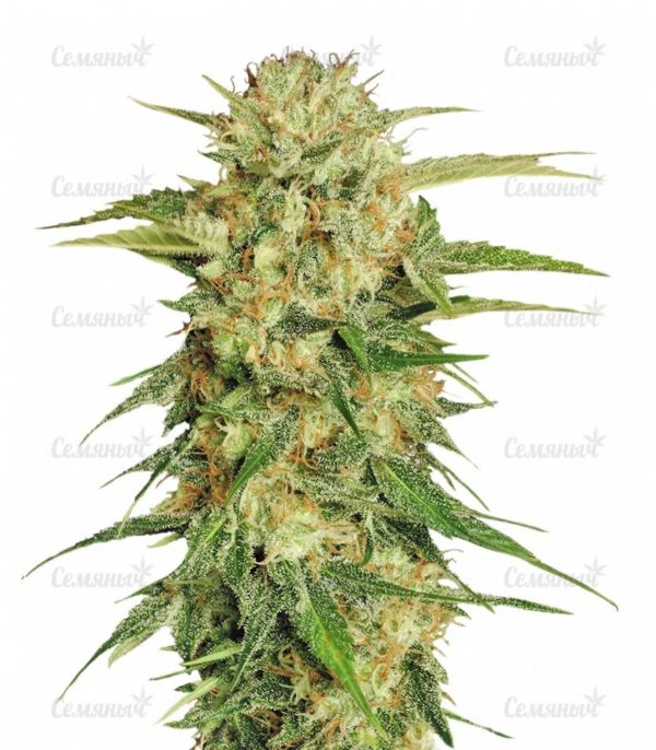 Семена сорта Blue Dream'matic auto (FastBuds)