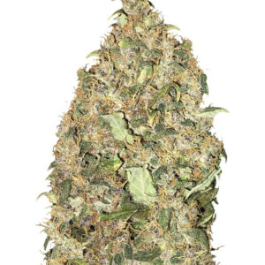Peyote Cookies fem (Barney's Farm)