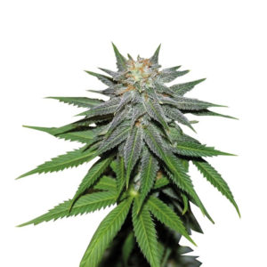 Pineapple Express auto fem (Barney's Farm)