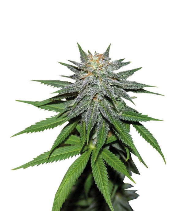Pineapple Express auto fem (Barney's Farm)