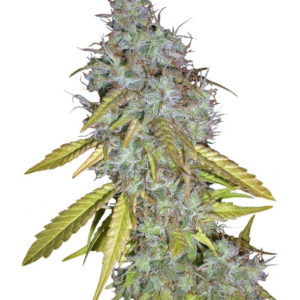 Семена сорта Red Cherry Berry (Barney's Farm)